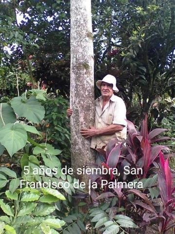 Paulownia Elongata San Carlos - Mercado Forestal Costa Rica