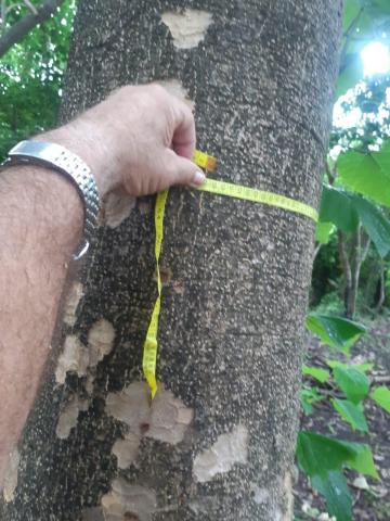 Venta de Plantación de 1000 Arboles de Melina, en Montezuma Guanacaste  Costa Rica Puntarenas - Mercado Forestal Costa Rica