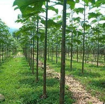 Plántulas de Paulownia SuperHybrid Pao Tong Z07 listo para sembrar ideal para reforestacion.