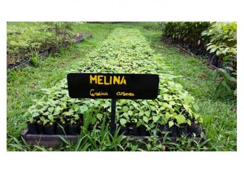 Venta de plantulas de Melina (Gmelina arborea)