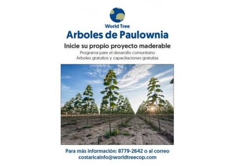 Plantaciones de Paulownia